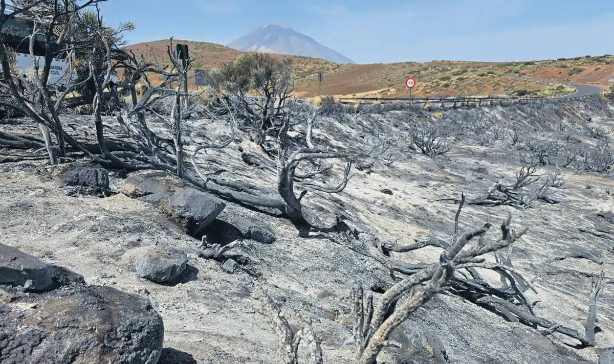 Tenerife fire: worst blaze in Canary Islands in 40 years.