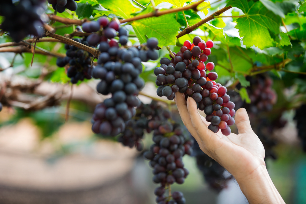 Canary Islands: the late summer grape harvest attracts wine lovers.