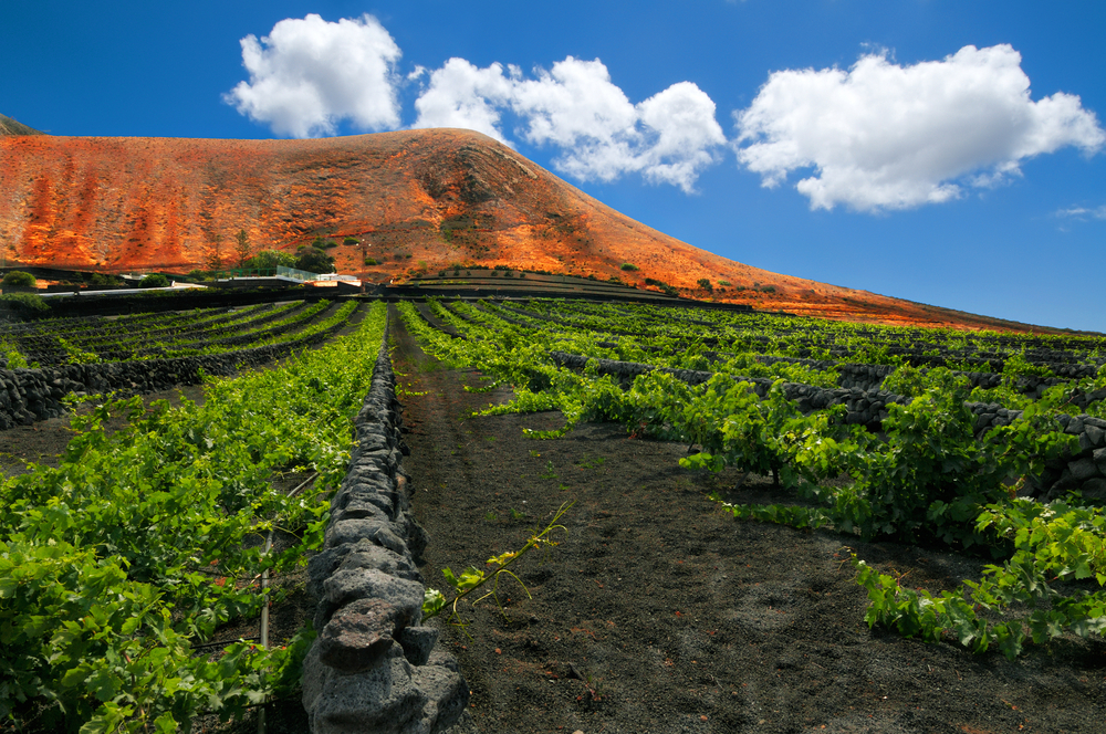 Canary Islands: the late summer grape harvest attracts wine lovers.