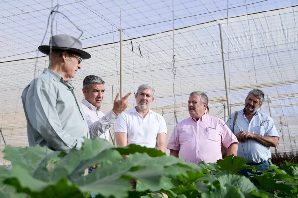 The Government of the Canary Islands intends to source potatoes from alternative locations.