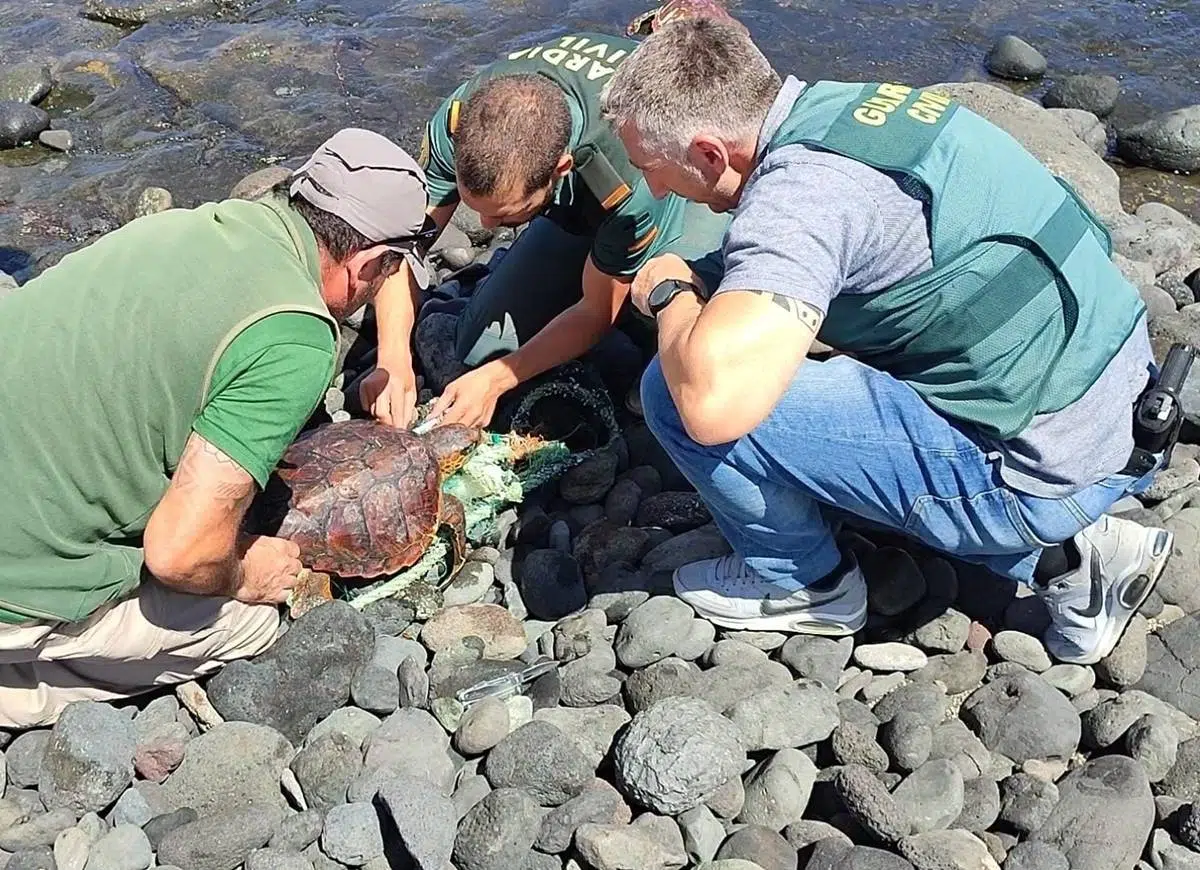 Two turtles rescued in latest stranding case in the Canary Islands.