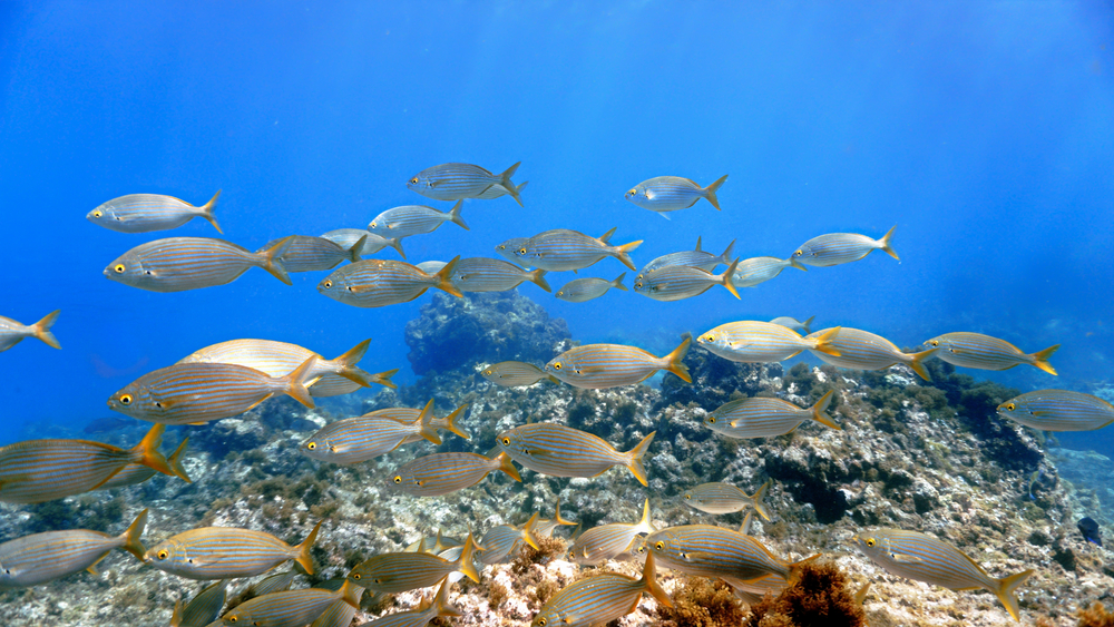 Unexpected marine life at Las Teresitas in Tenerife: watch your step to avoid harmful encounters